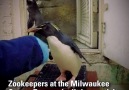 Penguins at the Milwaukee County Zoo are happy to hop on the scale for fish!