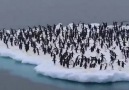 PENGUINS PLANET - Harikant Dhinoja