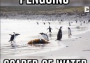 Penguins Scared Of Water