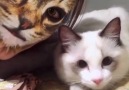 People&Daily China - When cats meet cat filters... Facebook