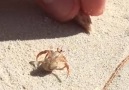 People help homeless hermit crab choose a new shell