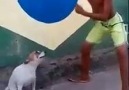 Perrito bailando