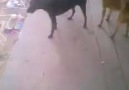 PERRO ARRECHO