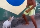 Perro  Bailarín