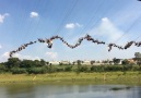 100-person rope bridge