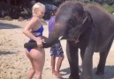 Pervert Elephant