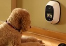 PetChatz Greet & Treat Videophone