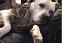 Petflix and chill. (via JukinVideo)