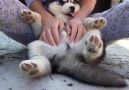 Pet me like one of your moon moons!Video Credit MyWinterfells Siberian Huskies