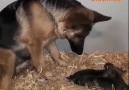 Pets Channel - Mother&love is awesome! Facebook