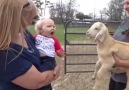 Pets Daily - Talking Babies