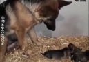 Pets Story - Being A Mother Is Not Easy...! Facebook
