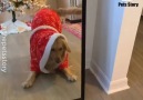 Pets Story - Christmas Season Facebook