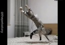 Pets Story - Kungfu Cats Facebook