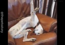 Pets Story - Pets Sleeping In Hilarious Positions Facebook