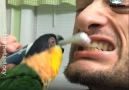 Pets Story - Super Cute And Funny Parrots Facebook