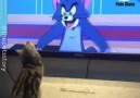 Pets Story - Tom and Jerry Real Life Version Facebook