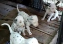 Pets Supply - Dalmation puppies for sale male 8000 female...