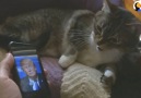 Pets Who Hate Donald Trump