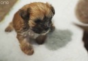 Pets - Wild At Heart: The Orphaned Puppy
