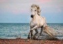 Photoshoot with a horse - backstage