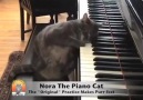 Piano Cat