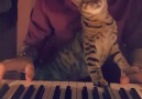 Piano cat Crdit @surperduman