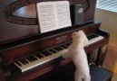 Piano Playing Dog