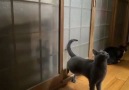Piçlik Yapan Kediler