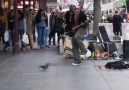 Pigeon jamming &quotbird lines" with busker.