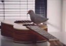 Pigeon playing a guitar