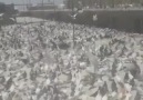 Pigeons History - Mashallah