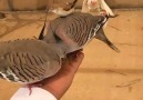 Pigeons Turkey