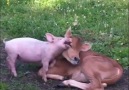 Piglet and Calf Are Best Friends