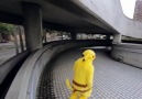 Pikachu Parkour