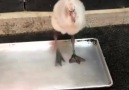 Pink baby Flamingo dancing in water