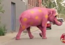 Pink Elephant Prank..  粉红象出来整人了