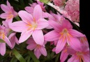 Pink Flowers