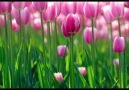 Pink Tulips