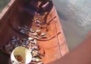 Piranha Avı