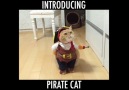 Pirate Cat