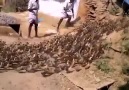 Pırpırık tohumu dedikleri bu olsa gerek :))