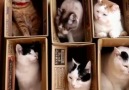 pisipalas keyifli kediler - Kutuda kal Facebook
