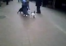 Piskopat Kedi Rottweiler Saldırıyor