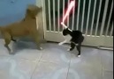 Piskopat Kedi Şerafettin - Cat Wars :)