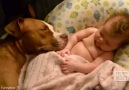 Pit Bull and Kids