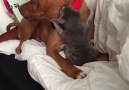 Pitbull And Kitten Play