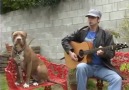 Pit Bull Blues