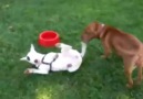 Pitbull & Bull Terrier oyun oynuyor