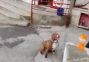 Pit Bull Goes Crazy For Soap Bubbles…
